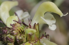 Pedicularis parryi