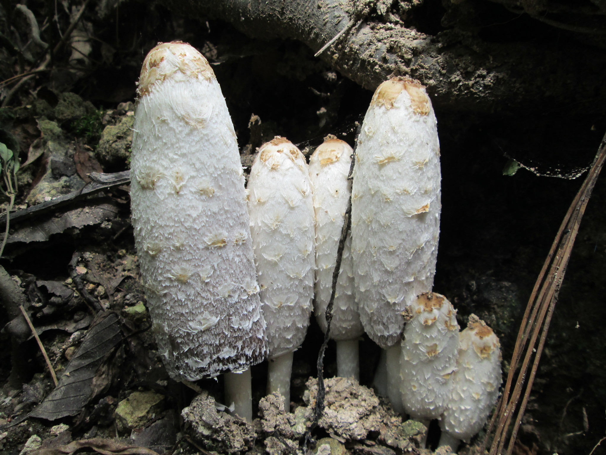 Hongo de Tinta (Coprinus comatus) · ArgentiNat, image size:2048x1536