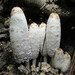 Shaggy Mane - Photo (c) Josema, some rights reserved (CC BY-NC), uploaded by Josema