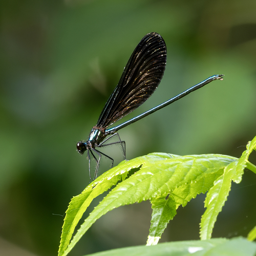 Ebony Jewelwing photographed in Alabama