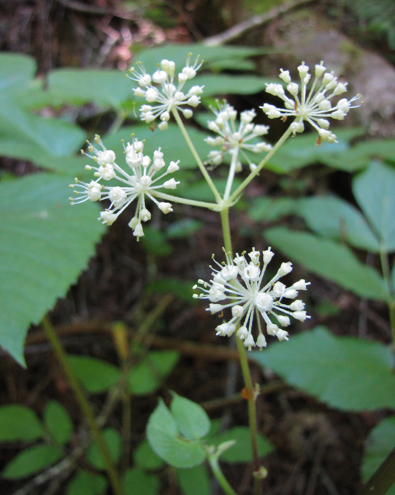 Aralia californica