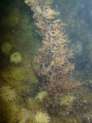 Gongolaria barbata