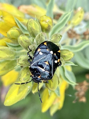 iNaturalist observation photo of Harlequin Bug