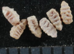 Euphorbia glyptosperma