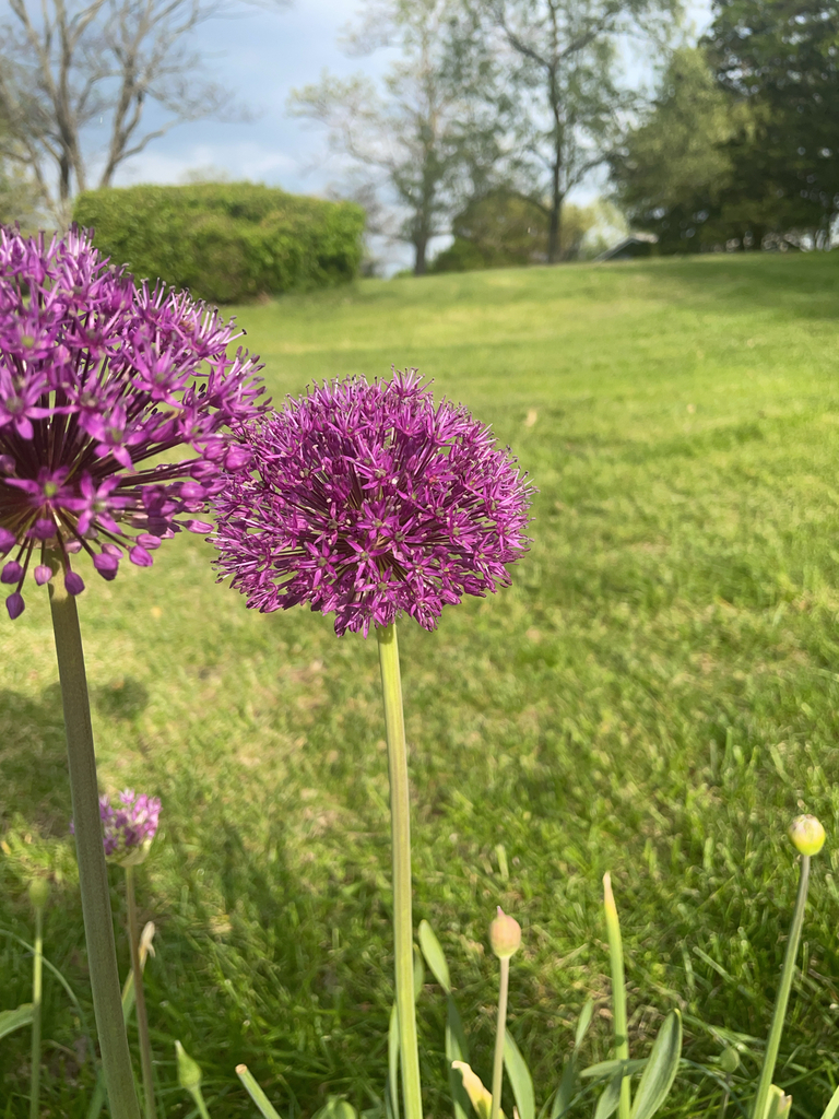Foto de Allium giganteum é conhecido como "alho-gigante"