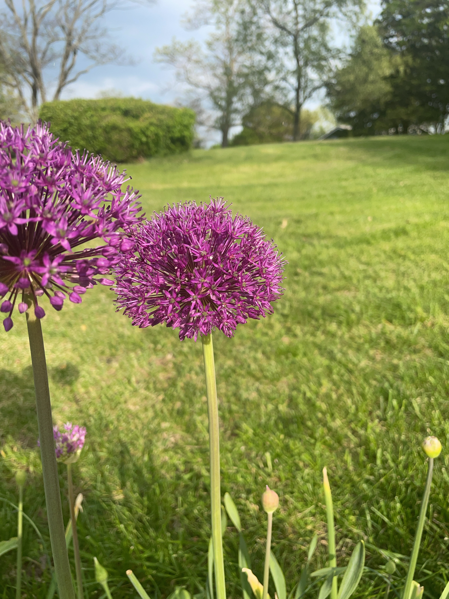 Imagem de Allium giganteum é conhecido como "alho-gigante"