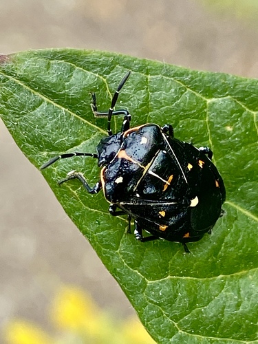 iNaturalist observation photo of Harlequin Bug