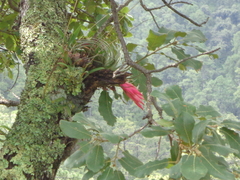 Tillandsia macdougallii