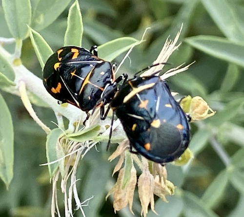 iNaturalist observation photo of Harlequin Bug