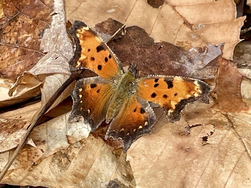 Gray Comma photo 4