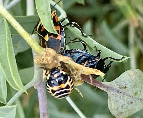 iNaturalist observation photo of Harlequin Bug