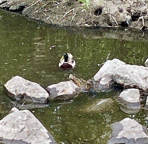 iNaturalist observation photo of Mallard