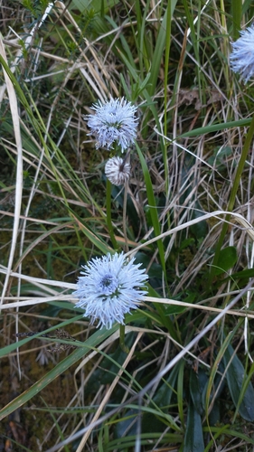 Image of Globularia nudicaulis by (c) Gijs Romijn, some rights reserved (CC BY)