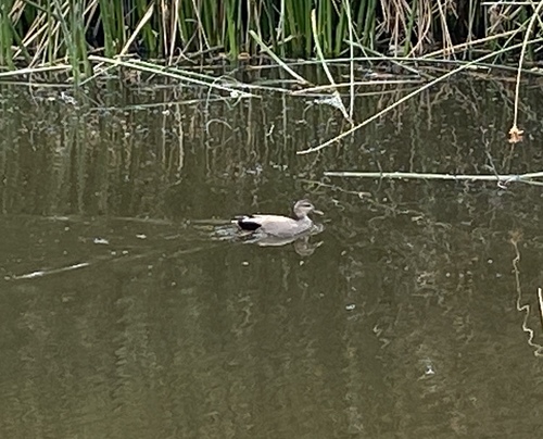 iNaturalist observation photo of Gadwall