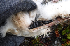 Thanatophilus lapponicus