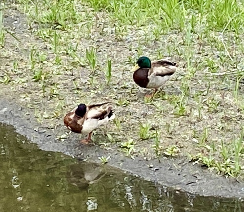 iNaturalist observation photo of Mallard