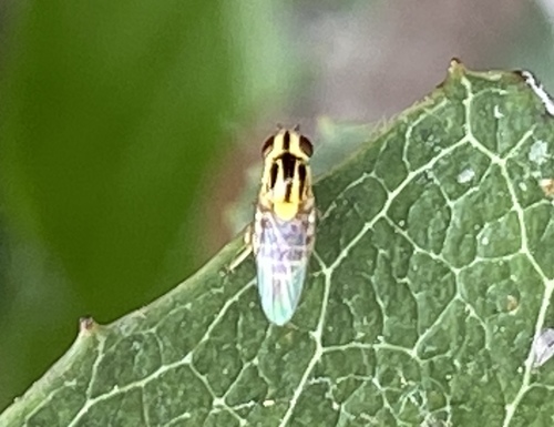 iNaturalist observation photo of Thaumatomyia glabra