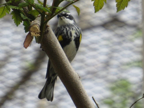 Yellow-rumped Warbler photographed in Kansas