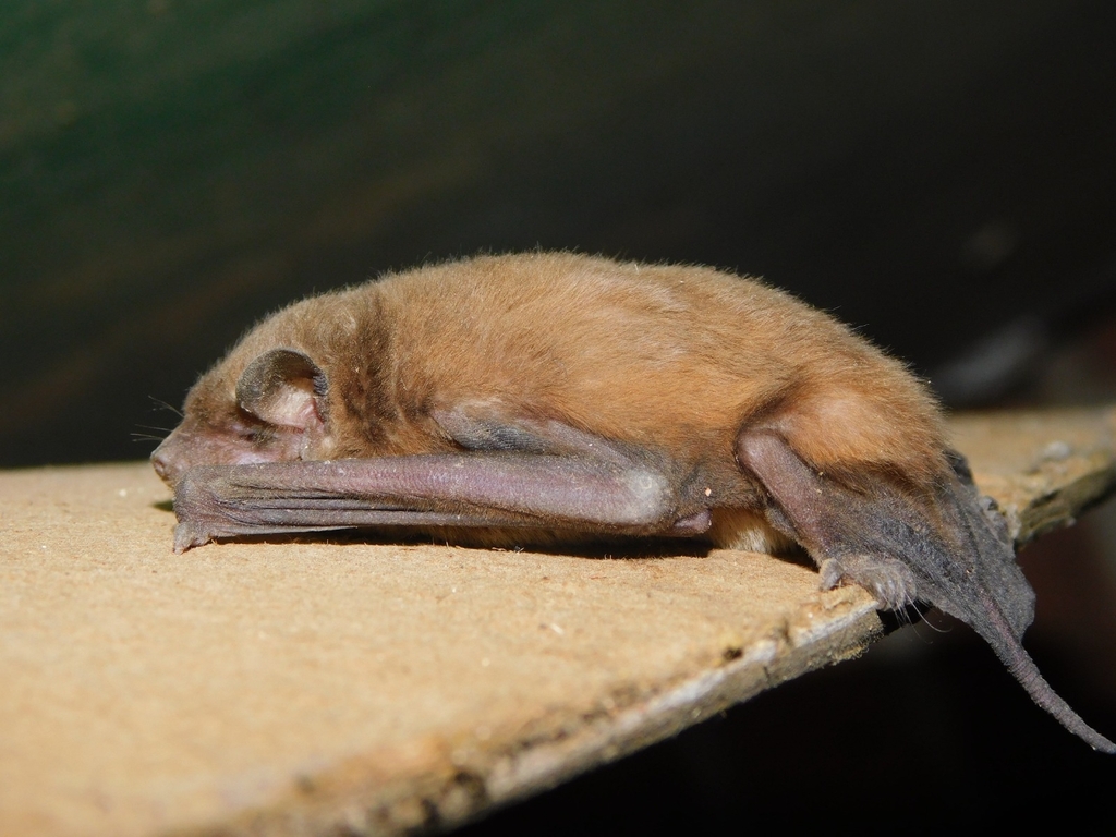 Dwarf Dog-faced Bat