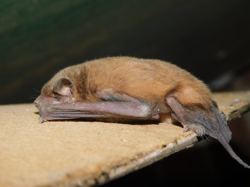 Dwarf Dog-faced Bat