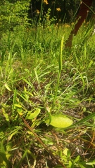 Ophioglossum pusillum