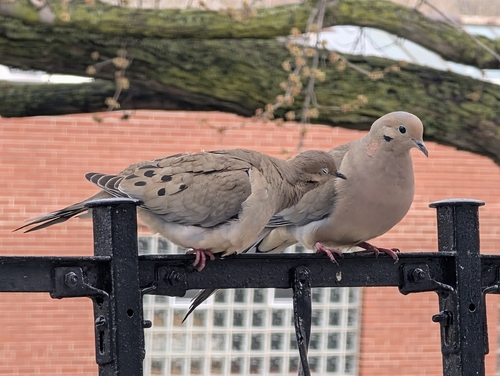 Mourning Dove photographed in Illinois
