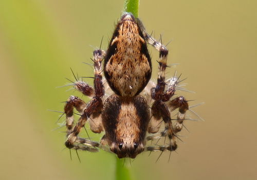 Western Lynx Spider