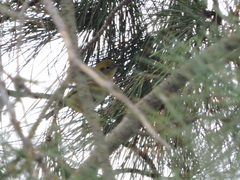 Peucedramus taeniatus