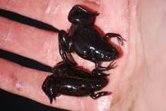 Xenopus gilli