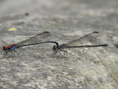 Argia cuprea