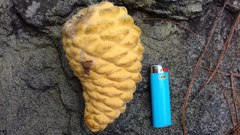 Cronartium conigenum