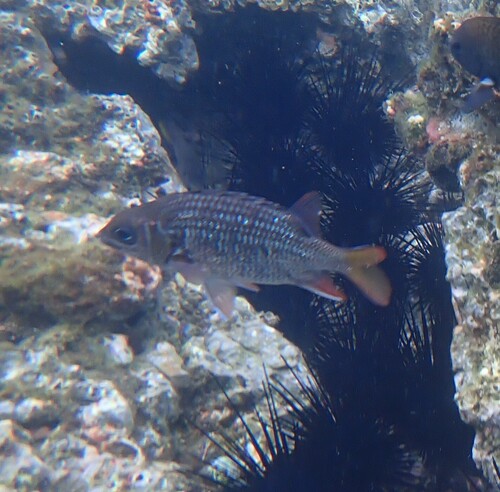 Tinsel squirrelfish (Sargocentron suborbitale) — Holocentridae — 2