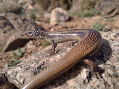 Mountain Skink photo 1