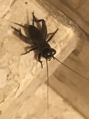 Melanogryllus desertus