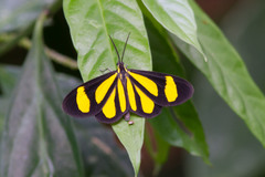 Cyllopoda claudicula