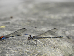 Argia cuprea
