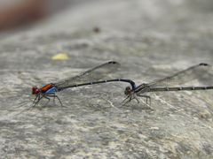 Argia cuprea