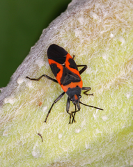 Lygaeus kalmii angustomarginatus