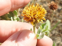 Borrichia frutescens