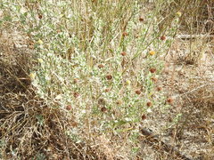 Borrichia frutescens