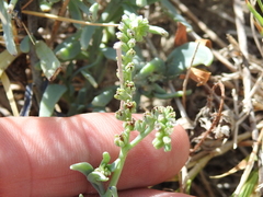 Heliotropium curassavicum