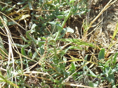 Heliotropium curassavicum