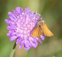 Thymelicus lineola