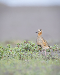 Tawny-Throated Dotterel photo 2