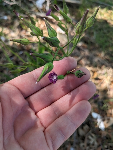 Image of Lactuca graminifolia by no rights reserved