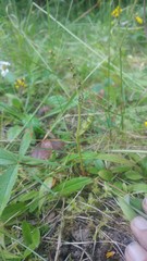 Botrychium pedunculosum