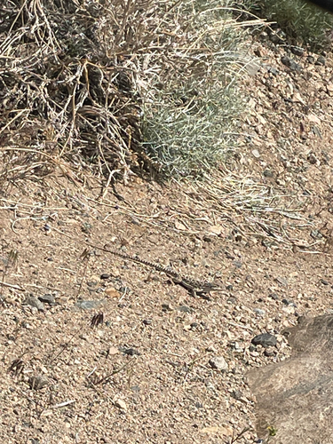 iNaturalist observation photo of Long-nosed Leopard Lizard
