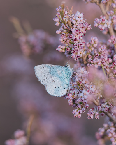 Holly Blue