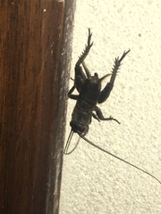 Melanogryllus desertus