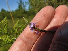 Verbena × engelmannii